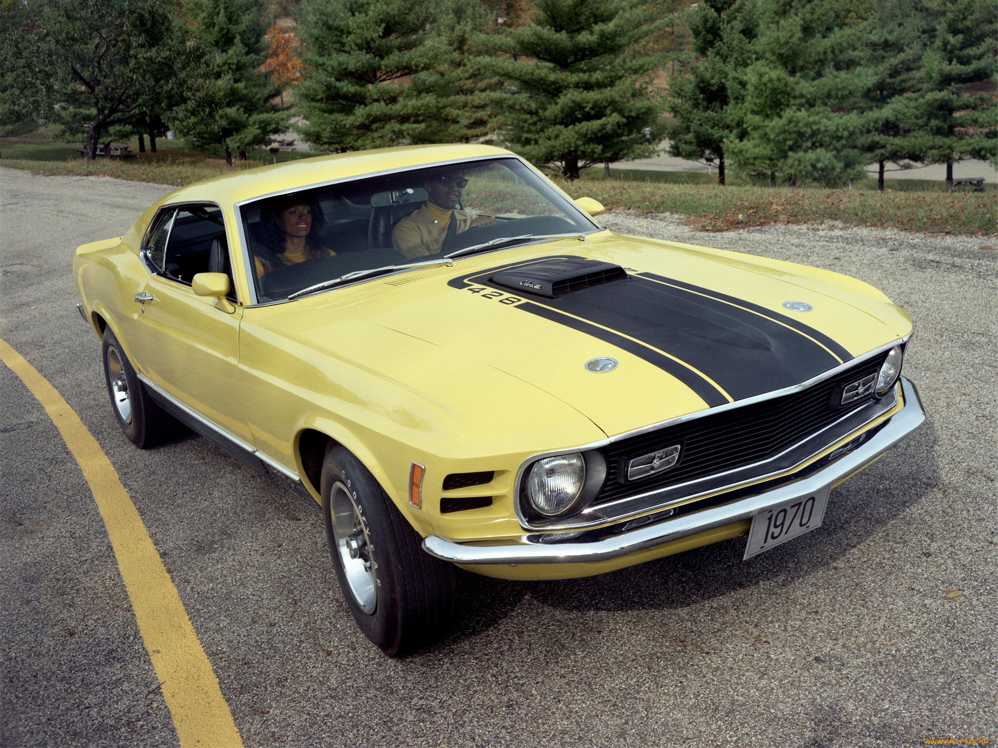 , mustang